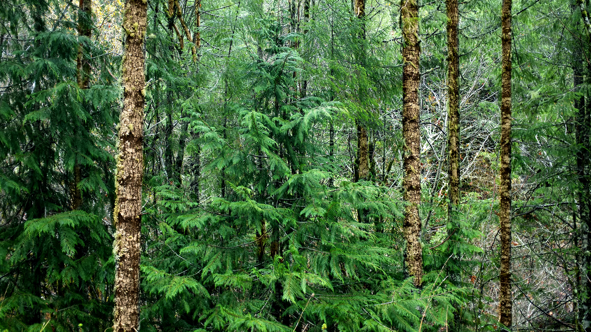 Road Trip along California's Redwood Coast